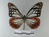 中文名:青斑蝶(大絹斑蝶)(1384-192)學名:Parantica sita niphonica (Moore, 1883)(1384-192)