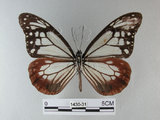 中文名:青斑蝶(大絹斑蝶)(1430-31)學名:Parantica sita niphonica (Moore, 1883)(1430-31)
