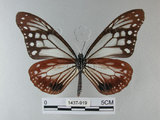 中文名:青斑蝶(大絹斑蝶)(1437-919)學名:Parantica sita niphonica (Moore, 1883)(1437-919)