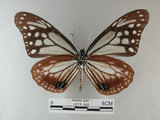 中文名:青斑蝶(大絹斑蝶)(1577-102)學名:Parantica sita niphonica (Moore, 1883)(1577-102)