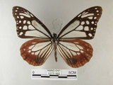 中文名:青斑蝶(大絹斑蝶)(1577-102)學名:Parantica sita niphonica (Moore, 1883)(1577-102)