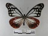 中文名:青斑蝶(大絹斑蝶)(2828-133)學名:Parantica sita niphonica (Moore, 1883)(2828-133)