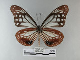 中文名:青斑蝶(大絹斑蝶)(2909-1541)學名:Parantica sita niphonica (Moore, 1883)(2909-1541)