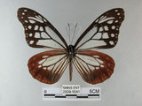 中文名:青斑蝶(大絹斑蝶)(2909-1541)學名:Parantica sita niphonica (Moore, 1883)(2909-1541)