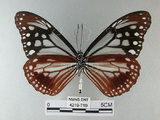 中文名:青斑蝶(大絹斑蝶)(4219-719)學名:Parantica sita niphonica (Moore, 1883)(4219-719)