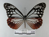中文名:青斑蝶(大絹斑蝶)(4219-719)學名:Parantica sita niphonica (Moore, 1883)(4219-719)
