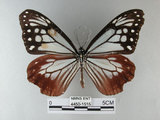 中文名:青斑蝶(大絹斑蝶)(4450-1515)學名:Parantica sita niphonica (Moore, 1883)(4450-1515)
