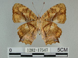 中文名:黃三線蝶(1282-17547)學名:Symbrenthia lilaea formosanus Fruhstorfer, 1908(1282-17547)