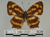 中文名:黃三線蝶(1282-17547)學名:Symbrenthia lilaea formosanus Fruhstorfer, 1908(1282-17547)