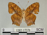 中文名:黃三線蝶(1282-17576)學名:Symbrenthia lilaea formosanus Fruhstorfer, 1908(1282-17576)