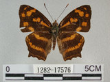 中文名:黃三線蝶(1282-17576)學名:Symbrenthia lilaea formosanus Fruhstorfer, 1908(1282-17576)