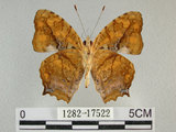 中文名:黃三線蝶(1282-17522)學名:Symbrenthia lilaea formosanus Fruhstorfer, 1908(1282-17522)