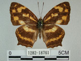 中文名:黃三線蝶(1282-18761)學名:Symbrenthia lilaea formosanus Fruhstorfer, 1908(1282-18761)