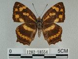中文名:黃三線蝶(1282-18554)學名:Symbrenthia lilaea formosanus Fruhstorfer, 1908(1282-18554)