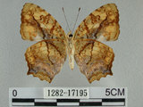 中文名:黃三線蝶(1282-17195)學名:Symbrenthia lilaea formosanus Fruhstorfer, 1908(1282-17195)