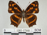中文名:黃三線蝶(1282-17440)學名:Symbrenthia lilaea formosanus Fruhstorfer, 1908(1282-17440)