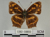 中文名:黃三線蝶(1282-18893)學名:Symbrenthia lilaea formosanus Fruhstorfer, 1908(1282-18893)