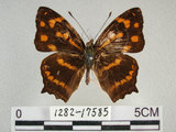 中文名:黃三線蝶(1282-17585)學名:Symbrenthia lilaea formosanus Fruhstorfer, 1908(1282-17585)