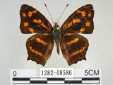 中文名:黃三線蝶(1282-18586)學名:Symbrenthia lilaea formosanus Fruhstorfer, 1908(1282-18586)