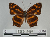 中文名:黃三線蝶(1282-17420)學名:Symbrenthia lilaea formosanus Fruhstorfer, 1908(1282-17420)