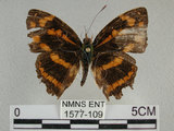 中文名:黃三線蝶(1577-109)學名:Symbrenthia lilaea formosanus Fruhstorfer, 1908(1577-109)