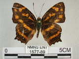 中文名:黃三線蝶(1577-89)學名:Symbrenthia lilaea formosanus Fruhstorfer, 1908(1577-89)