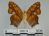 中文名:黃三線蝶(1590-14)學名:Symbrenthia lilaea formosanus Fruhstorfer, 1908(1590-14)