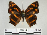 中文名:黃三線蝶(1590-14)學名:Symbrenthia lilaea formosanus Fruhstorfer, 1908(1590-14)