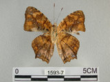 中文名:黃三線蝶(1593-7)學名:Symbrenthia lilaea formosanus Fruhstorfer, 1908(1593-7)
