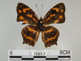 中文名:黃三線蝶(1593-7)學名:Symbrenthia lilaea formosanus Fruhstorfer, 1908(1593-7)