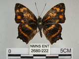 中文名:黃三線蝶(2680-222)學名:Symbrenthia lilaea formosanus Fruhstorfer, 1908(2680-222)