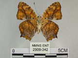 中文名:黃三線蝶(2909-342)學名:Symbrenthia lilaea formosanus Fruhstorfer, 1908(2909-342)