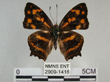 中文名:黃三線蝶(2909-1416)學名:Symbrenthia lilaea formosanus Fruhstorfer, 1908(2909-1416)