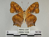 中文名:黃三線蝶(2909-1036)學名:Symbrenthia lilaea formosanus Fruhstorfer, 1908(2909-1036)