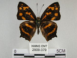 中文名:黃三線蝶(2909-379)學名:Symbrenthia lilaea formosanus Fruhstorfer, 1908(2909-379)
