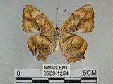 中文名:黃三線蝶(2909-1254)學名:Symbrenthia lilaea formosanus Fruhstorfer, 1908(2909-1254)