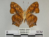 中文名:黃三線蝶(2909-811)學名:Symbrenthia lilaea formosanus Fruhstorfer, 1908(2909-811)