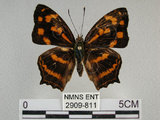 中文名:黃三線蝶(2909-811)學名:Symbrenthia lilaea formosanus Fruhstorfer, 1908(2909-811)