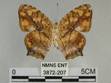 中文名:黃三線蝶(3872-207)學名:Symbrenthia lilaea formosanus Fruhstorfer, 1908(3872-207)
