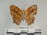 中文名:黃三線蝶(5053-18)學名:Symbrenthia lilaea formosanus Fruhstorfer, 1908(5053-18)