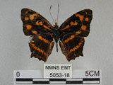 中文名:黃三線蝶(5053-18)學名:Symbrenthia lilaea formosanus Fruhstorfer, 1908(5053-18)