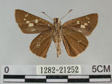 中文名:黃紋褐挵蝶(1282-21252)學名:Polytremis lubricans kuyaniana (Matsumura, 1919)(1282-21252)