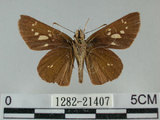 中文名:黃紋褐挵蝶(1282-21407)學名:Polytremis lubricans kuyaniana (Matsumura, 1919)(1282-21407)