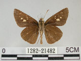 中文名:黃紋褐挵蝶(1282-21482)學名:Polytremis lubricans kuyaniana (Matsumura, 1919)(1282-21482)
