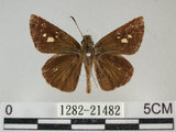 中文名:黃紋褐挵蝶(1282-21482)學名:Polytremis lubricans kuyaniana (Matsumura, 1919)(1282-21482)