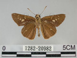 中文名:黃紋褐挵蝶(1282-20982)學名:Polytremis lubricans kuyaniana (Matsumura, 1919)(1282-20982)