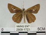 中文名:黃紋褐挵蝶(2909-1723)學名:Polytremis lubricans kuyaniana (Matsumura, 1919)(2909-1723)