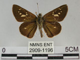 中文名:黃紋褐挵蝶(2909-1196)學名:Polytremis lubricans kuyaniana (Matsumura, 1919)(2909-1196)
