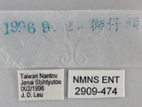 中文名:黃紋褐挵蝶(2909-474...