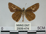 中文名:黃紋褐挵蝶(2909-474)學名:Polytremis lubricans kuyaniana (Matsumura, 1919)(2909-474)